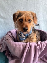 OLLI, Hund, Yorkshire Terrier mix in Springe - Bild 11