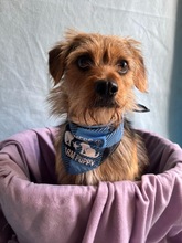 OLLI, Hund, Yorkshire Terrier mix in Springe - Bild 12