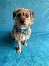 OLLI, Hund, Yorkshire Terrier mix in Springe - Bild 13