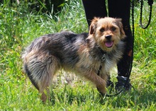 OLLI, Hund, Yorkshire Terrier mix in Springe - Bild 14