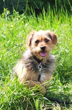 OLLI, Hund, Yorkshire Terrier mix in Springe - Bild 15