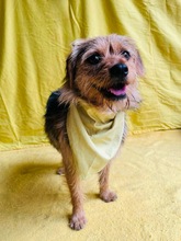 OLLI, Hund, Yorkshire Terrier mix in Springe - Bild 16