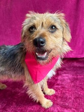 OLLI, Hund, Yorkshire Terrier mix in Springe - Bild 17