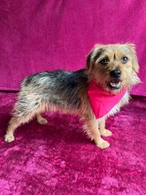 OLLI, Hund, Yorkshire Terrier mix in Springe - Bild 18