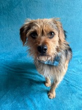 OLLI, Hund, Yorkshire Terrier mix in Springe - Bild 19