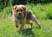 OLLI, Hund, Yorkshire Terrier mix in Springe - Bild 2