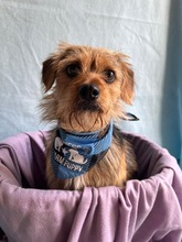 OLLI, Hund, Yorkshire Terrier mix in Springe - Bild 20