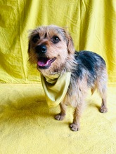 OLLI, Hund, Yorkshire Terrier mix in Springe - Bild 3