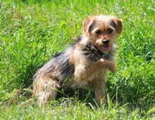 OLLI, Hund, Yorkshire Terrier mix in Springe - Bild 4