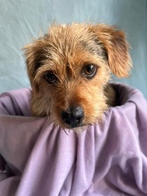 OLLI, Hund, Yorkshire Terrier mix in Springe - Bild 5