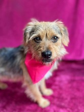 OLLI, Hund, Yorkshire Terrier mix in Springe - Bild 6