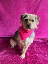 OLLI, Hund, Yorkshire Terrier mix in Springe - Bild 7