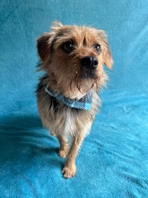 OLLI, Hund, Yorkshire Terrier mix in Springe - Bild 8