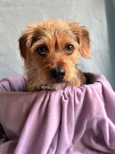 OLLI, Hund, Yorkshire Terrier mix in Springe - Bild 9