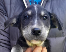 FUSSEL, Hund, Husky-Mischling in Kroatien - Bild 1