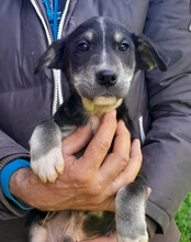 FUSSEL, Hund, Husky-Mischling in Kroatien - Bild 10