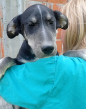 FUSSEL, Hund, Husky-Mischling in Kroatien - Bild 2