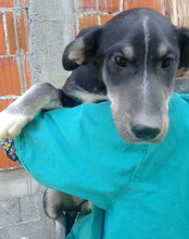 FUSSEL, Hund, Husky-Mischling in Kroatien - Bild 3