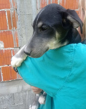 FUSSEL, Hund, Husky-Mischling in Kroatien - Bild 4