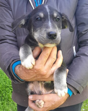 FUSSEL, Hund, Husky-Mischling in Kroatien - Bild 6
