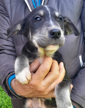 FUSSEL, Hund, Husky-Mischling in Kroatien - Bild 7