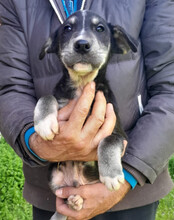 FUSSEL, Hund, Husky-Mischling in Kroatien - Bild 8