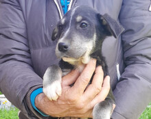 FUSSEL, Hund, Husky-Mischling in Kroatien - Bild 9