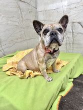 FRESIA, Hund, Mischlingshund in Slowakische Republik - Bild 1