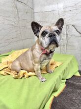 FRESIA, Hund, Mischlingshund in Slowakische Republik - Bild 2