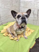 FRESIA, Hund, Mischlingshund in Slowakische Republik - Bild 4