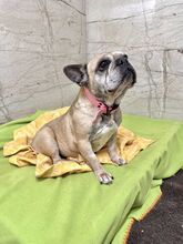 FRESIA, Hund, Mischlingshund in Slowakische Republik - Bild 5