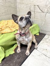 FRESIA, Hund, Mischlingshund in Slowakische Republik - Bild 6