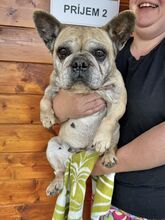 FRESIA, Hund, Mischlingshund in Slowakische Republik - Bild 7