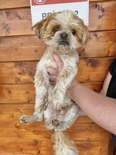 CASHEW, Hund, Mischlingshund in Slowakische Republik - Bild 12