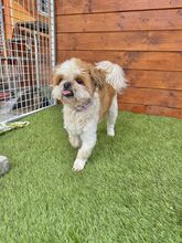 CASHEW, Hund, Mischlingshund in Slowakische Republik - Bild 9