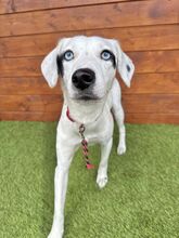 ZUKA, Hund, Mischlingshund in Slowakische Republik - Bild 1
