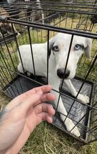 ZUKA, Hund, Mischlingshund in Slowakische Republik - Bild 11