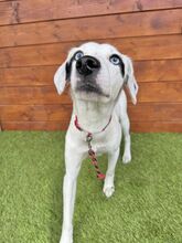 ZUKA, Hund, Mischlingshund in Slowakische Republik - Bild 2