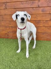 ZUKA, Hund, Mischlingshund in Slowakische Republik - Bild 4