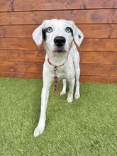 ZUKA, Hund, Mischlingshund in Slowakische Republik - Bild 8