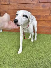 ZUKA, Hund, Mischlingshund in Slowakische Republik - Bild 9