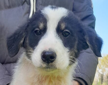 FUNNY, Hund, Husky-Mischling in Kroatien - Bild 1