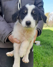 FUNNY, Hund, Husky-Mischling in Kroatien - Bild 10