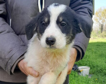 FUNNY, Hund, Husky-Mischling in Kroatien - Bild 11