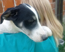 FUNNY, Hund, Husky-Mischling in Kroatien - Bild 3