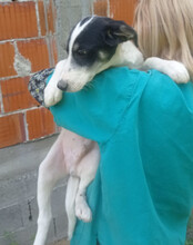 FUNNY, Hund, Husky-Mischling in Kroatien - Bild 4