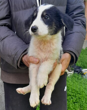 FUNNY, Hund, Husky-Mischling in Kroatien - Bild 8