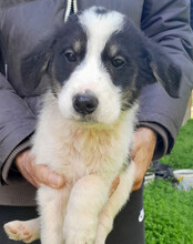 FUNNY, Hund, Husky-Mischling in Kroatien - Bild 9