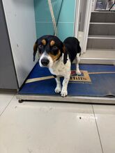 ZIPY, Hund, Mischlingshund in Slowakische Republik - Bild 1