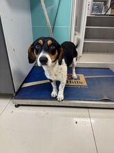 ZIPY, Hund, Mischlingshund in Slowakische Republik - Bild 2